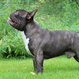 Meeko - French Bulldog