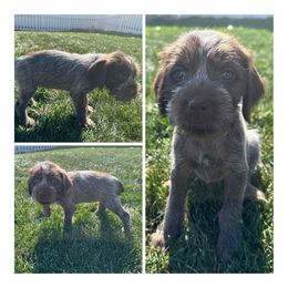Pumpkin - Wirehaired Pointing Griffon puppy in Jerome, Idaho from Double R Griffons