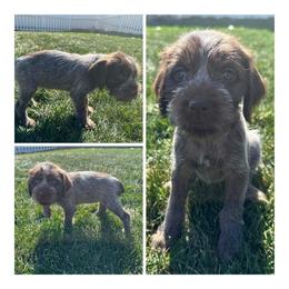 Pumpkin - Wirehaired Pointing Griffon puppy in Jerome, Idaho from Double R Griffons