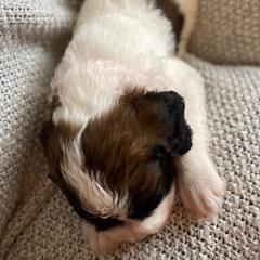 Saint Berdoodle Puppies from Tempe Town Saint Berdoodles