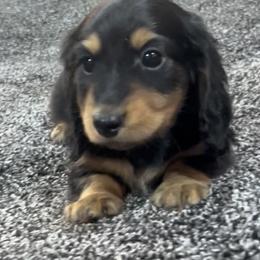 Max's Black and Tan Boy - Black and tan male Dachshund puppy in Kalama, Washington from Dazzling Doxies