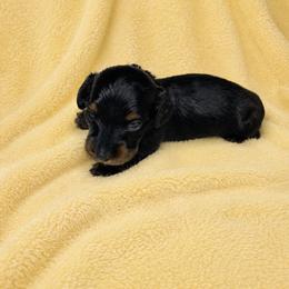 Whitley - Black and tan male Dachshund puppy in Richmond, Virginia from Paw Prints