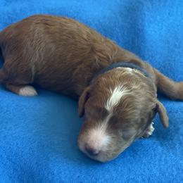 Blaze (Blue Collar) - Red  male Poodle puppy in Ogden, Utah from Bells Poodles