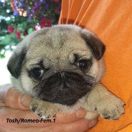 Golden Retriever and Pug Puppies from Ebert Pugs