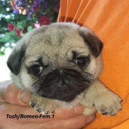Golden Retriever and Pug Puppies from Ebert Pugs