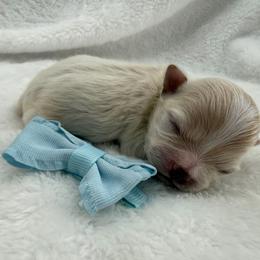 Biscuit - Cream male Maltipoo puppy in Turlock, California from 209PuppiesCaliforniaMaltipoo