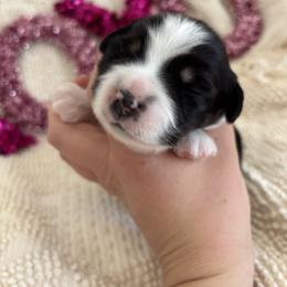Smooch - Black tri female Miniature American Shepherd puppy in Henrietta, New York from Morning Glory Minis