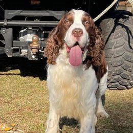 Ranger - English Springer Spaniel