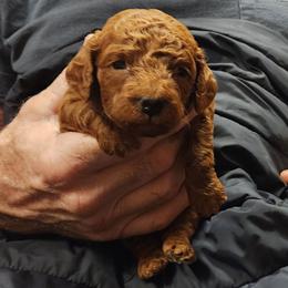 Black Collar Boy - Red  male Goldendoodle puppy in Los Molinos Ca, California from Sunshine Sanctuary Doodles