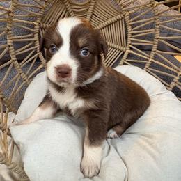 Mary-Ann - Red tri-color female Australian Shepherd puppy in Grants Pass, Oregon from Carmel Mountain Aussies