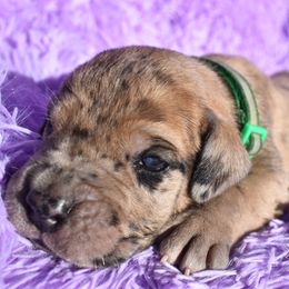 Dark Green Collar Fawn Merle - Great Dane puppy from Texas Blue Danes