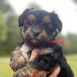 Yorkshire Terriers from Yorkie Love Forever
