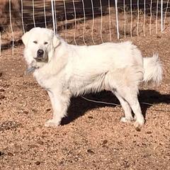 Colorado Mountain Dog All Grown Up from Tereo Ranch