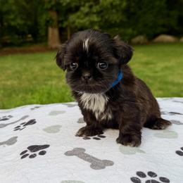 Jefferson - Black male Shih Tzu puppy in Wakefield, Rhode Island from Shih Tzu Companions in Rhode Island