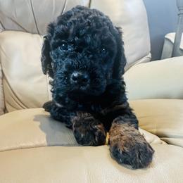 Frasier - Phantom male Bernedoodle puppy in Sherman, Illinois from Shirl Doodle Life