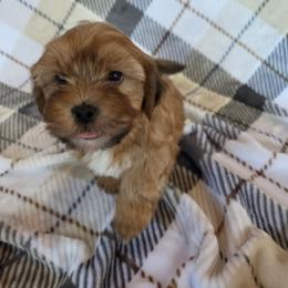 Max - Brindle male Shorkie puppy in Willowsprings, Missouri from Real life Teddybears