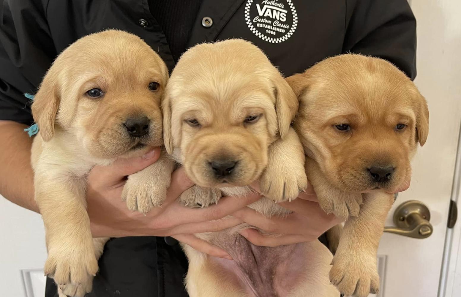 Skywater Labrador Retrievers in Idaho | Labrador Retriever puppies ...