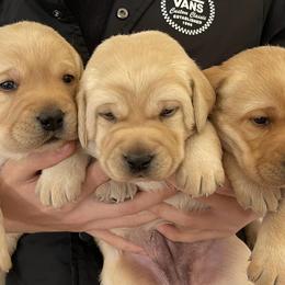 Labrador Retrievers from Skywater Labrador Retrievers
