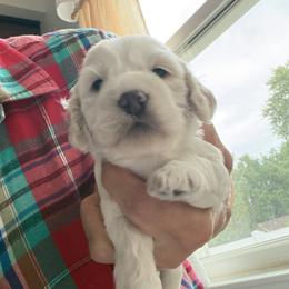 Fawn - Buff and white female Cockapoo puppy in Sewell, New Jersey from Della Luna Cocker Spaniels and Cockapoo Puppies