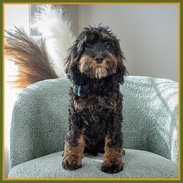 Lee - Black and tan male Cockapoo puppy in Connersville, Indiana from Deaz Doodle Ranch