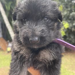 German Shepherd Puppies from Oahu German Shepherds