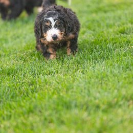 Bernedoodle and Goldendoodle Puppies from Sunnydoodle Utah