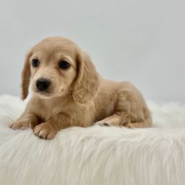 Butters - Cream male Dachshund puppy in Litchfield, Illinois from Charmm Dachshunds