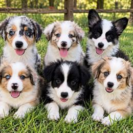 Companion Cross puppies from RussKris Farms Aussies, Corgis & Auggies