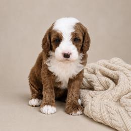 Rip - Red  male Goldendoodle puppy in Floyd, Virginia from Hearts and Paws Poodles and Doodles