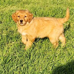 Golden Retriever and Labrador Retriever Puppies from OK GunDogs