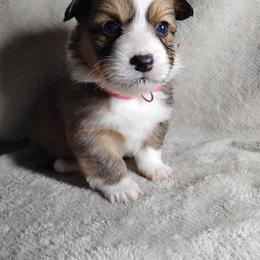 Pink collar - White and fawn female Pembroke Welsh Corgi puppy in Yelm, Washington from Tolbolton Creek Corgis