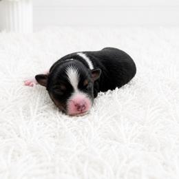 Magnolia - Black tri female Toy Australian Shepherd puppy in Louisville, Mississippi from Kristy’s Kennels