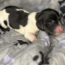 Boy 3 - Piebald male Dachshund puppy in Vancouver, Washington from Cascade Minis