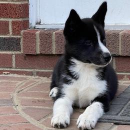 Napoca - Siberian Husky puppy in Chester, Virginia from Dacogetic