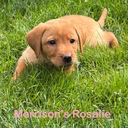 Rosalie - Yellow female Labrador Retriever puppy in Tigard, Oregon from Morrison Labrador Retreivers