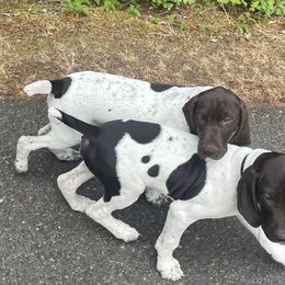 German Shorthaired Pointer Puppies from Wooldridge Kennels