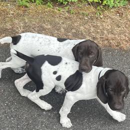German Shorthaired Pointer Puppies from Wooldridge Kennels