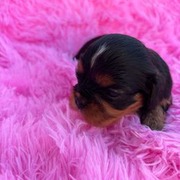 Charlotte - Black and tan female Cavalier King Charles Spaniel puppy in Sacramento, California from Point of Grace Cavaliers