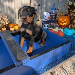 AKC Black tan female. - Black female German Pinscher puppy in Chatham, Virginia from WMHK9/Roolyn German Pinschers
