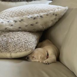 Labrador Retriever Puppies from Southern Tails Labradors