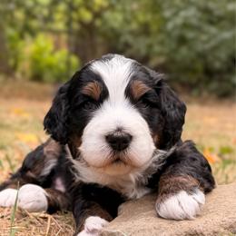 Miles - Tri-color male Bernedoodle puppy in Sandy, Oregon from MC Doodles
