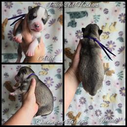 Ariel - Gray and white female Siberian Husky puppy in Bloomfield, Indiana from Paiges lil huskies