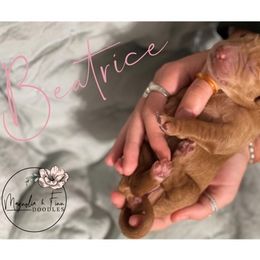 Double Doodle Puppies from Magnolia & Finn Doodles