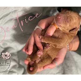 Double Doodle Puppies from Magnolia & Finn Doodles