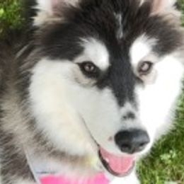Siberian Huskies from Diora