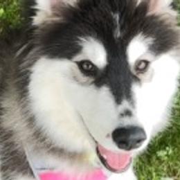 Siberian Huskies from Diora