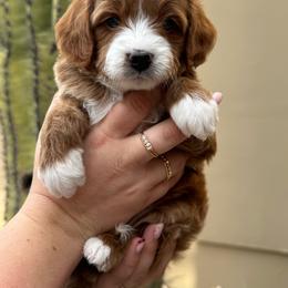 Wilder - Red  male Goldendoodle puppy in Goodyear, Arizona from GAMMIE’S DOODLES