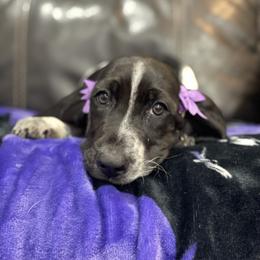 Stormy - Black and white female Basset Hound puppy in Remington, Virginia from Lotus Rose Basset hounds