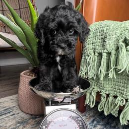 Olive - Black female Goldendoodle puppy in Ottawa, Ohio from Simply Beautiful Goldendoodles