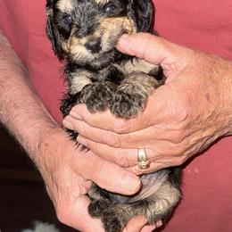 Goldendoodle Puppies from Lesher Goodwin Goldendoodles